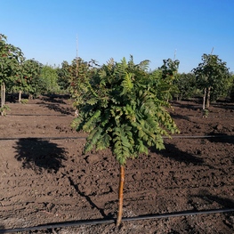 Рябина обыкновенная Глобозум ( Globosum)