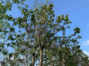 Рябина обыкновенная Глобозум ( Globosum)