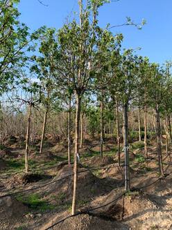 Рябина обыкновенная Глобозум ( Globosum)