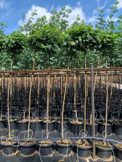 Рябина обыкновенная Глобозум ( Globosum)