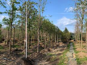 Рябина обыкновенная Глобозум ( Globosum)