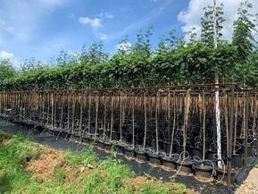 Рябина обыкновенная Глобозум ( Globosum)