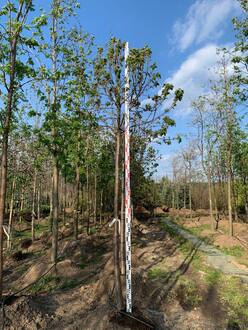 Рябина обыкновенная Глобозум ( Globosum)