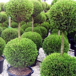 Туя западная Смарагд (Smaragd) St Шар