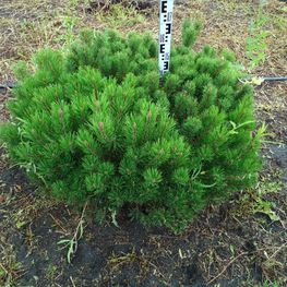 Сосна горная Пумилио (Pumilio)