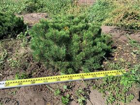 Сосна горная Пумилио (Pumilio)