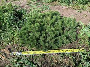 Сосна горная Пумилио (Pumilio)