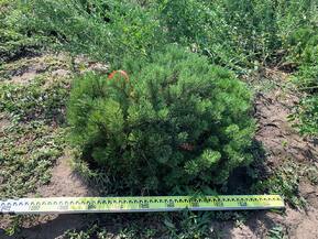 Сосна горная Пумилио (Pumilio)