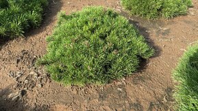 Сосна горная Пумилио (Pumilio)