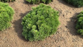 Сосна горная Пумилио (Pumilio)