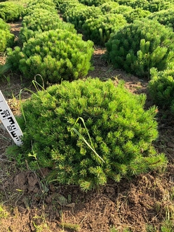 Сосна горная Пумилио (Pumilio)