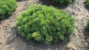 Сосна горная Пумилио (Pumilio)