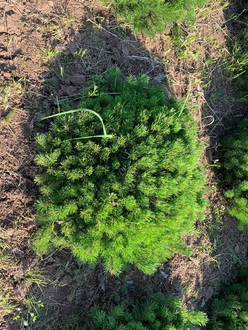 Сосна горная Пумилио (Pumilio)