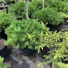 Сосна горная Пумилио (Pumilio)