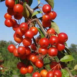 Декоративная яблоня Профессор Шпренгер (Professor Sprenger)