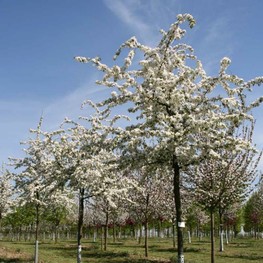 Декоративная яблоня Профессор Шпренгер (Professor Sprenger)