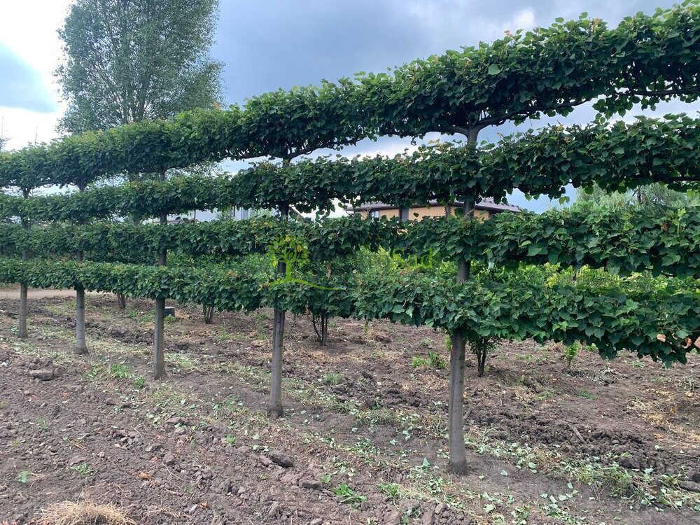 Липа мелколистная (шпалера) "Гринспаер"