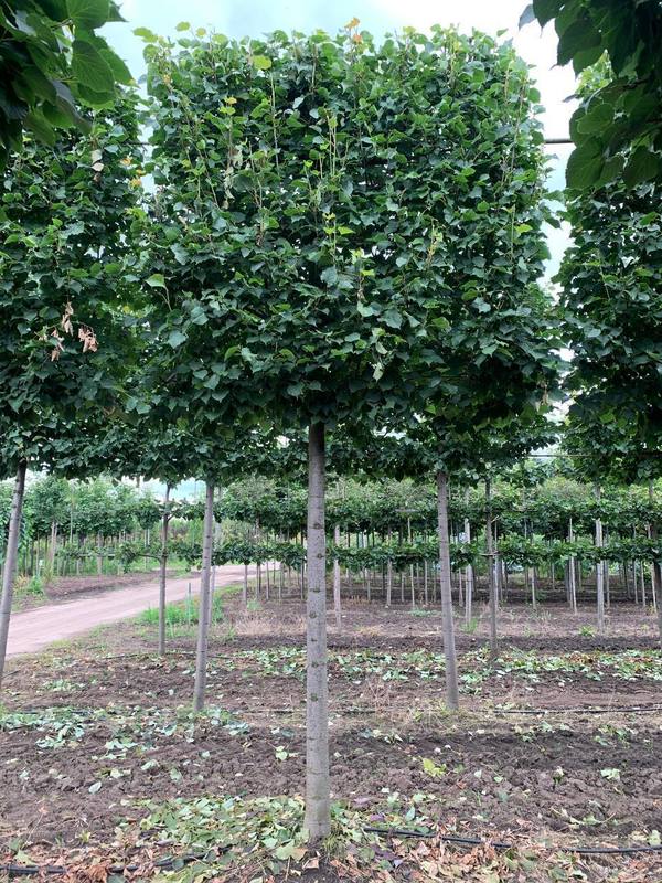 Липа мелколистная (шпалера) "Гринспаер"