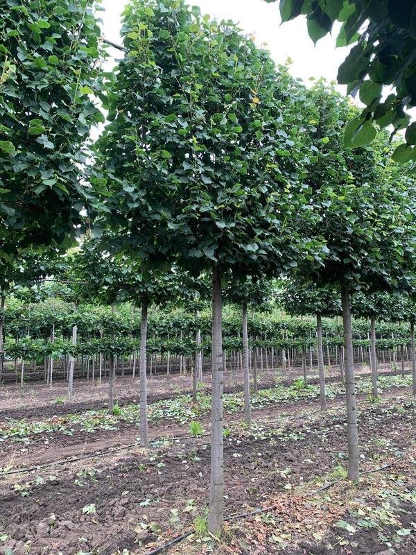 Липа мелколистная (шпалера) "Гринспаер"