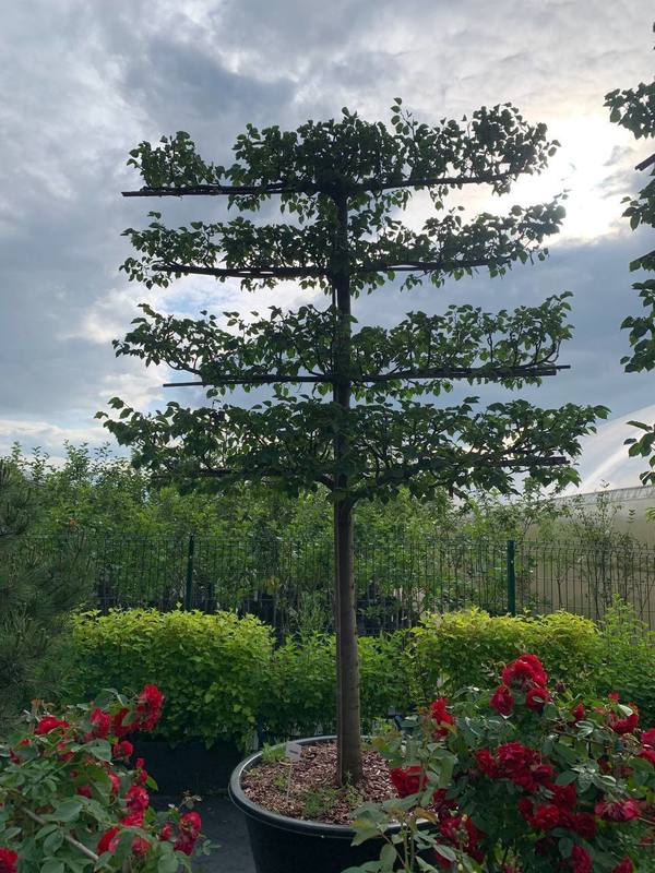 Липа мелколистная (шпалера) "Гринспаер"