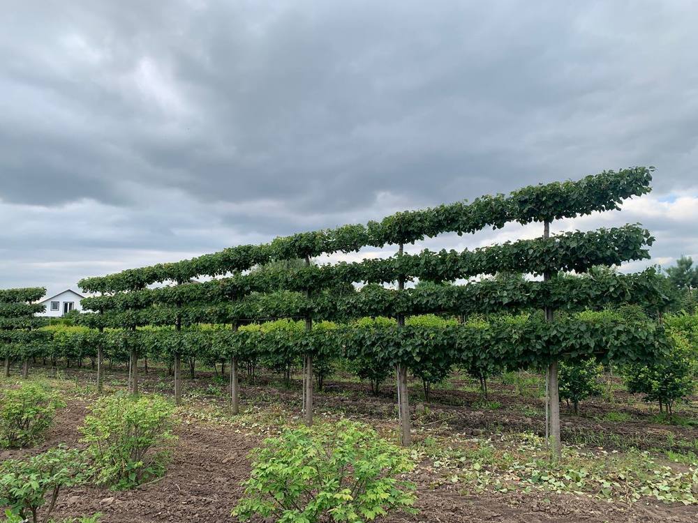 Липа мелколистная (шпалера) "Гринспаер"