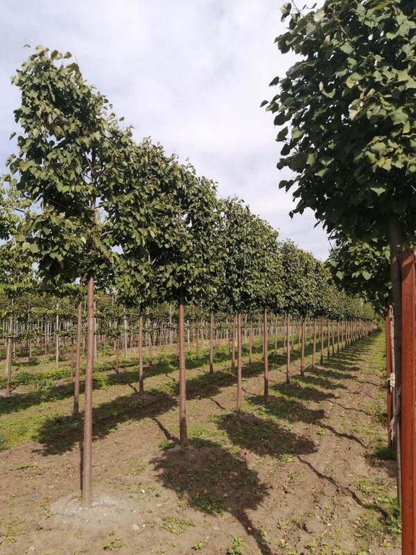 Липа мелколистная (шпалера) "Гринспаер"