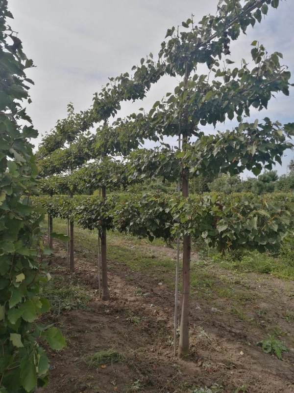 Липа мелколистная (шпалера) "Гринспаер"