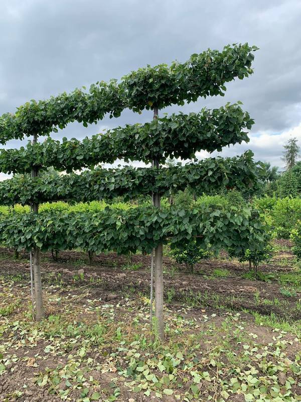 Липа мелколистная (шпалера) "Гринспаер"