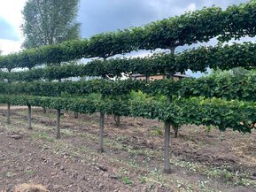 Липа мелколистная (шпалера) "Гринспаер"