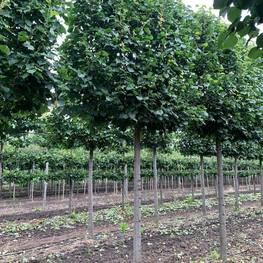 Липа мелколистная (шпалера) "Гринспаер"