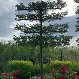 Липа мелколистная (шпалера) "Гринспаер"