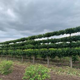 Липа мелколистная (шпалера) "Гринспаер"