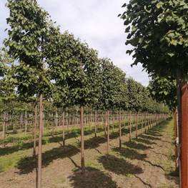 Липа мелколистная (шпалера) "Гринспаер"