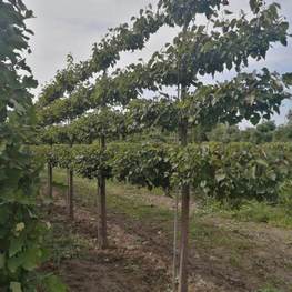 Липа мелколистная (шпалера) "Гринспаер"