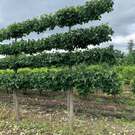 Липа мелколистная (шпалера) "Гринспаер"