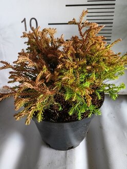 Туя западная Голден Таффет (Golden Tuffet)