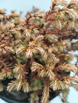 Туя западная Голден Таффет (Golden Tuffet)