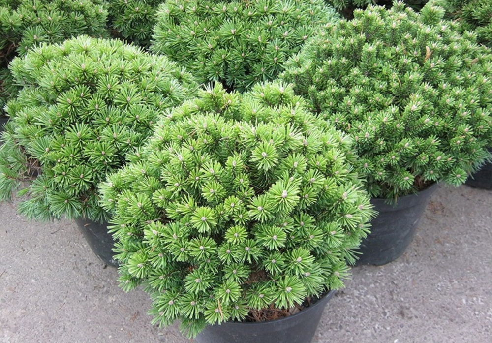 Сосна горная Бенджамин (Benjamin)