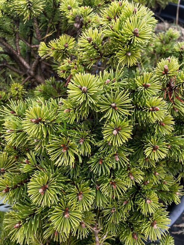 Сосна горная Бенджамин (Benjamin)