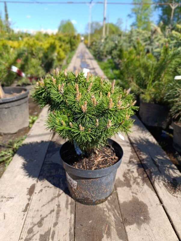 Сосна горная Бенджамин (Benjamin)