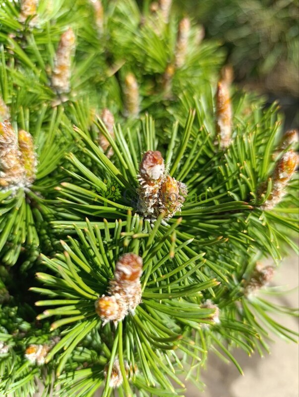 Сосна горная Бенджамин (Benjamin)