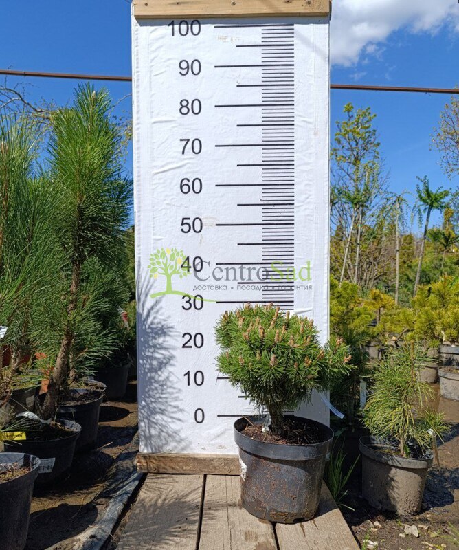 Сосна горная Бенджамин (Benjamin)