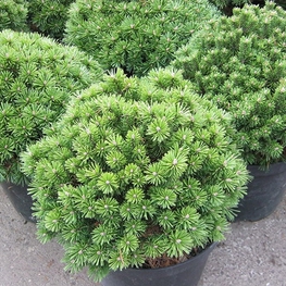 Сосна горная Бенджамин (Benjamin)