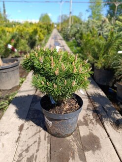 Сосна горная Бенджамин (Benjamin)