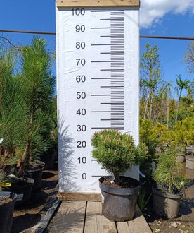 Сосна горная Бенджамин (Benjamin)