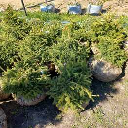 Ель обыкновенная Максвелли (Maxwellii)