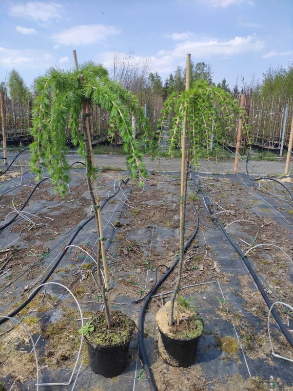 Акация древовидная Уолкер (Walker)