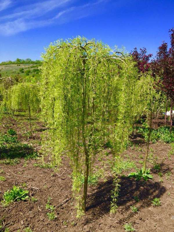 Акация древовидная Уолкер (Walker)