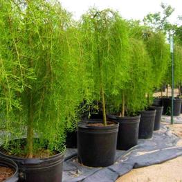 Акация древовидная Уолкер (Walker)