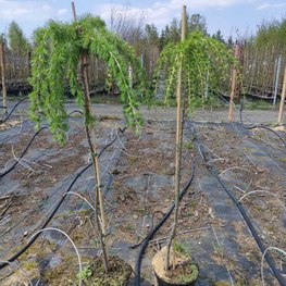 Акация древовидная Уолкер (Walker)